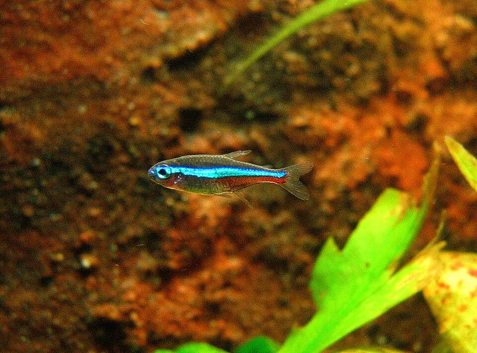 Green neon tetra (Paracheirodon simulans)