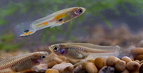 Guppy (Poecilia reticulata)