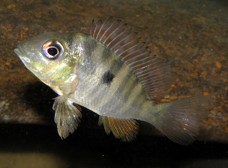 Balzanii Eartheater (Gymnogeophagus balzanii)