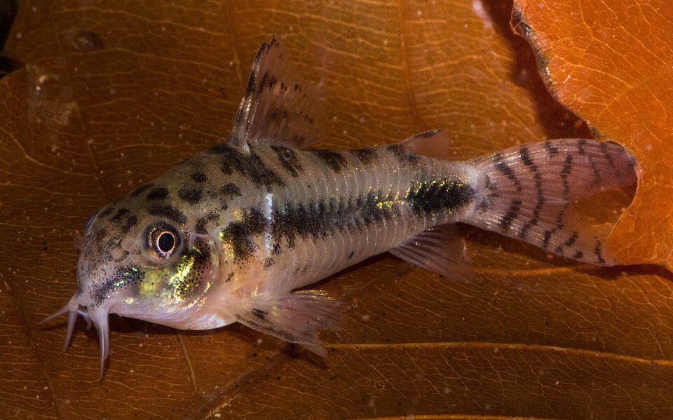 Salt-and-pepper cory (Corydoras habrosus)