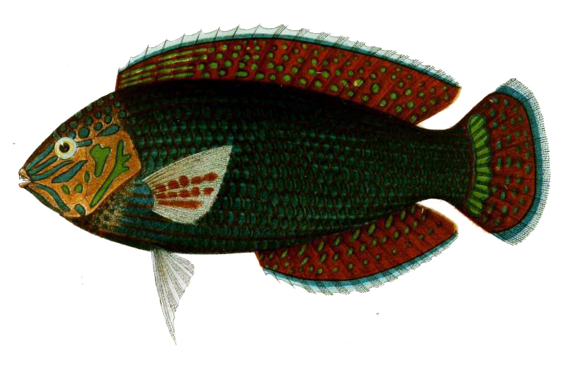 Dusky Wrasse (Halichoeres marginatus)