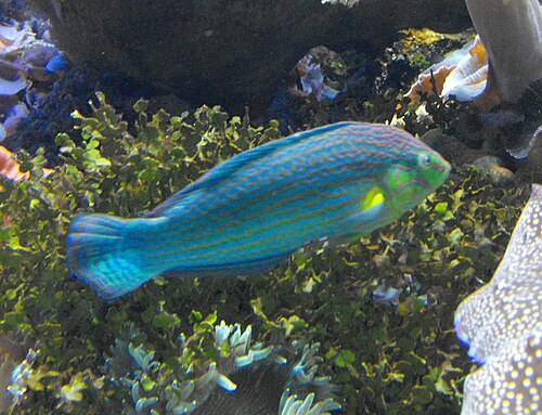 PAIR OF Hoeven's Wrasse