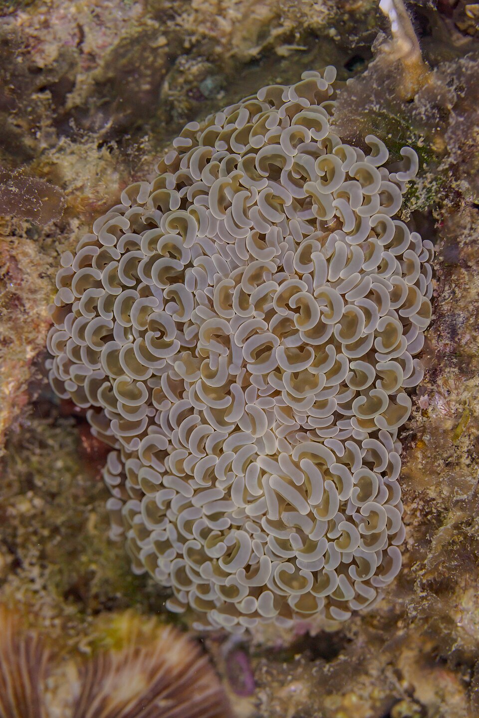 Hammer coral (Fimbriaphyllia ancora)