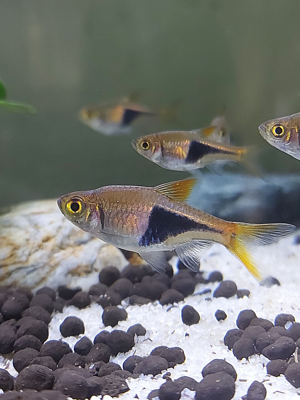 Harlequin rasbora (Trigonostigma heteromorpha)