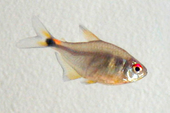 Head-and-tail-light tetra (Hemigrammus ocellifer)