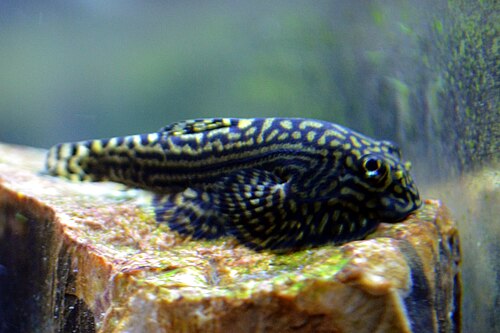 Hillstream loach (Sewellia lineolata)