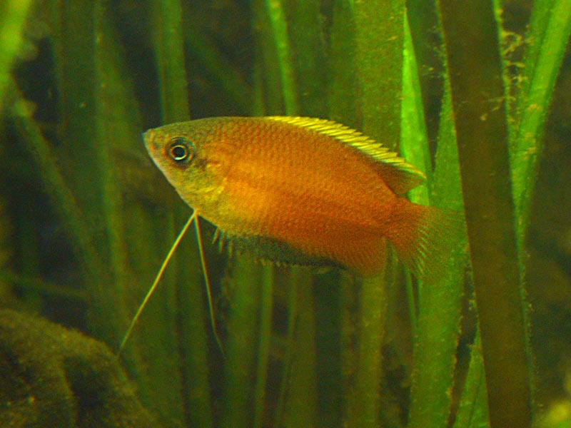Honey gourami (Trichogaster chuna)