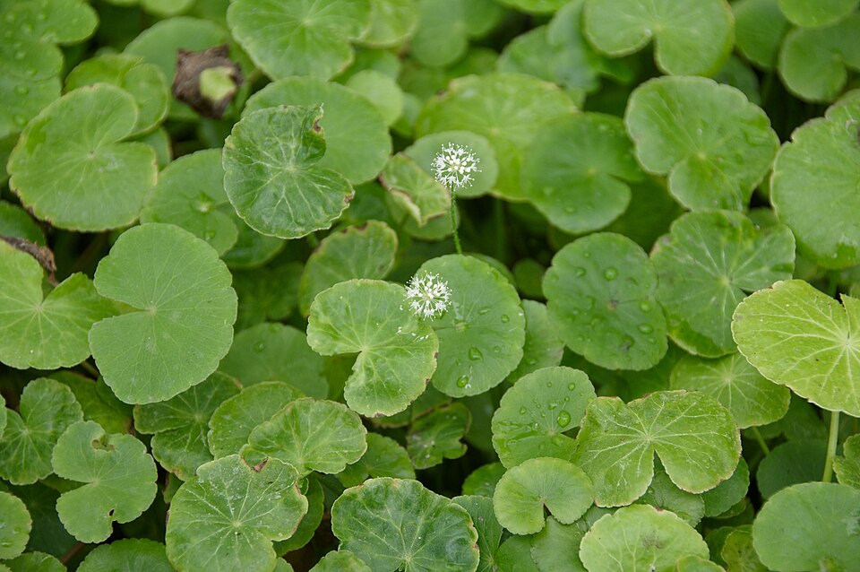 Variegated Pennywort (Hydrocotyle leucocephala)