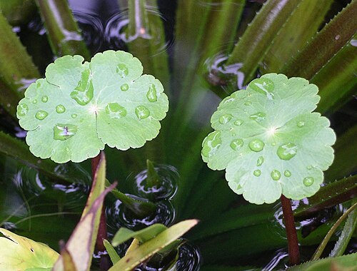Large Floating Pennywort (Hydrocotyle ranunculoides)