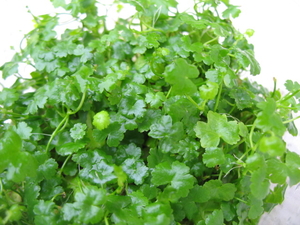 Japanese Dwarf Pennywort (Hydrocotyle tripartita)