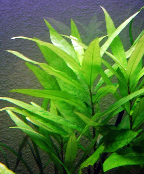 Temple Plant (Hygrophila corymbosa)