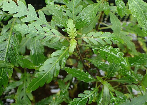 Miramar Weed (Hygrophila pinnatifida)