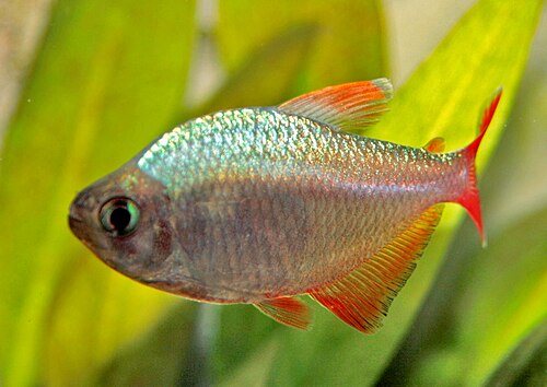 Columbian Red Blue Tetra