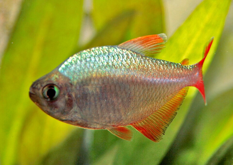 Columbian Red Blue Tetra (Hyphessobrycon colombianus)