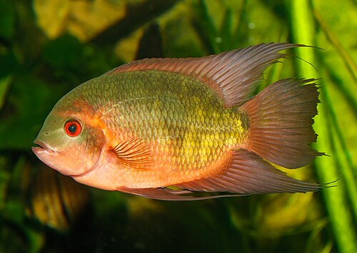 CHOCOLATE CICHLID 1.5" to 2" UNSEXED