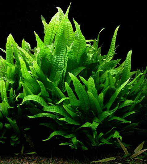 Java fern (Leptochilus pteropus)