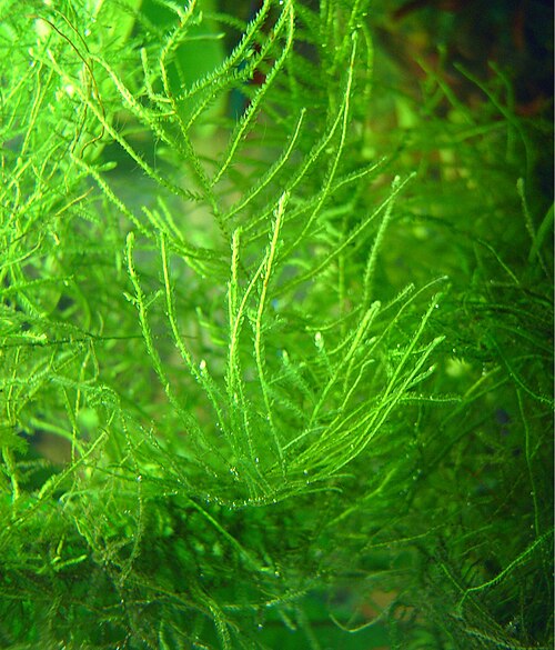 Java moss (Taxiphyllum barbieri)