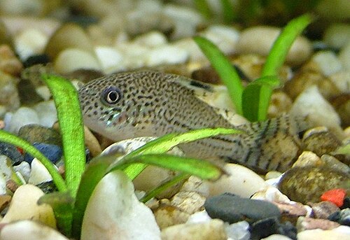 Julii corydoras