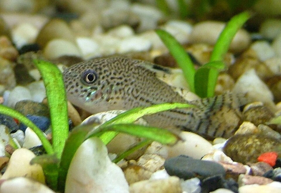 Julii corydoras (Corydoras julii)