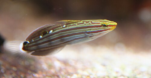 Court Jester Goby
