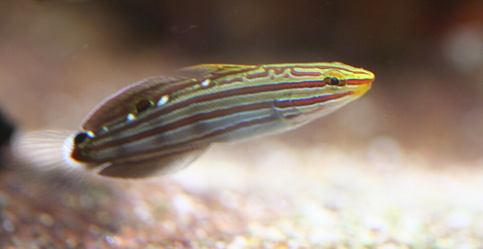Court Jester Goby (Koumansetta rainfordi)