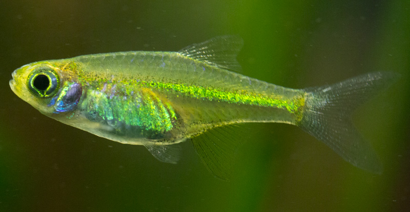Kubotai rasbora (Microdevario kubotai)