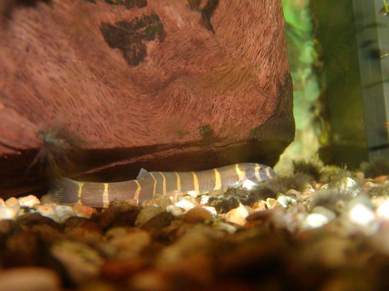 Kuhli loach (Pangio kuhlii)