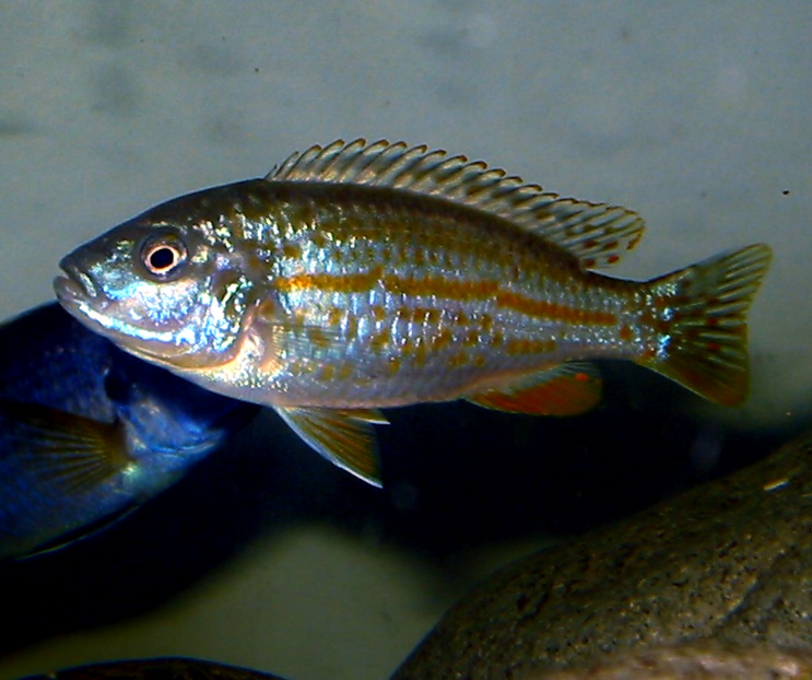 EXASPERATUS AFRICAN CICHLID 1 TO 1.5″ UNSEXED (Labidochromis joanjohnsonae)
