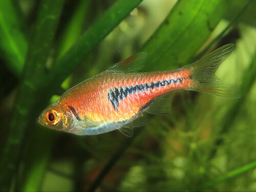 Lambchop rasbora (Trigonostigma espei)