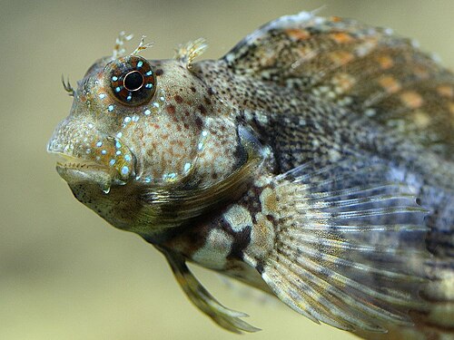 Lawnmower blenny