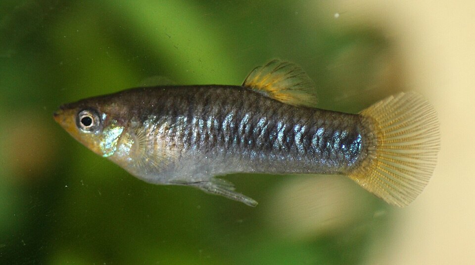 Tiburon Limia (Limia tridens)