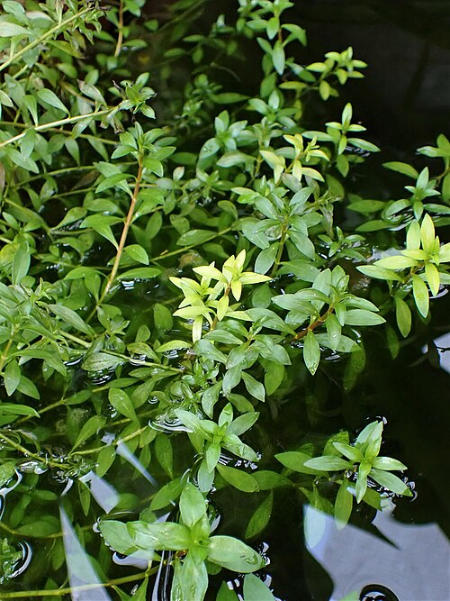 Needle Leaf Ludwigia (Ludwigia arcuata)