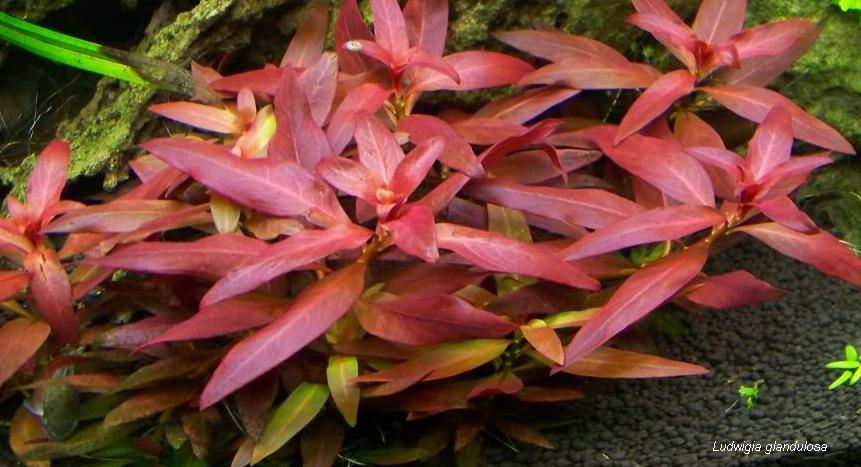 Red Star Ludwigia (Ludwigia glandulosa)