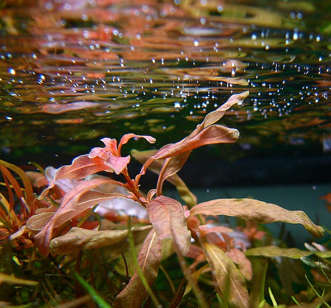 White Ludwigia (Ludwigia inclinata)