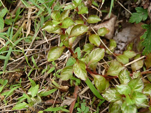 Oval Ludwigia (Ludwigia ovalis)