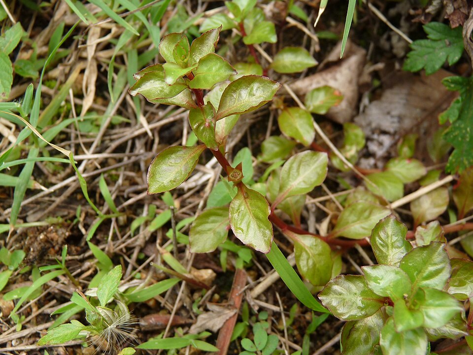 Oval Ludwigia (Ludwigia ovalis)