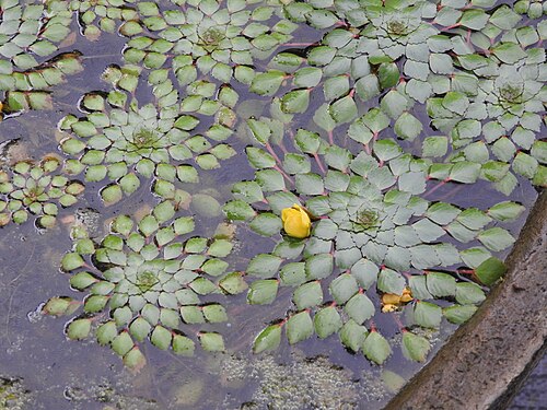 BUY 2 GET 1 FREE Mosaic Plant! (Ludwigia sedioides)