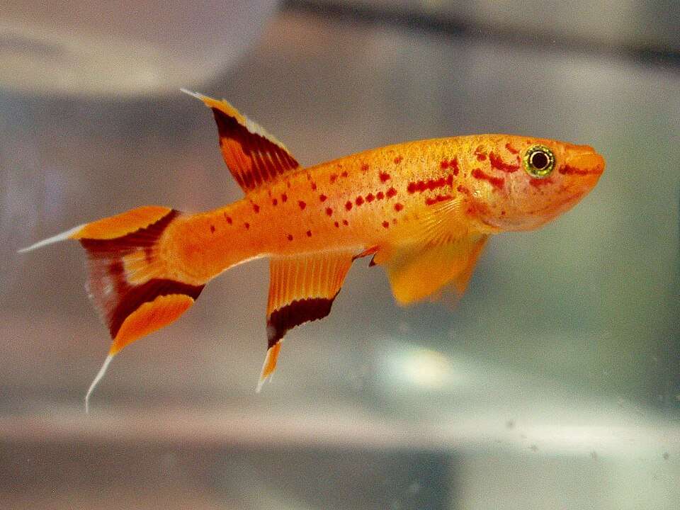 Lyretail killifish (Aphyosemion australe)