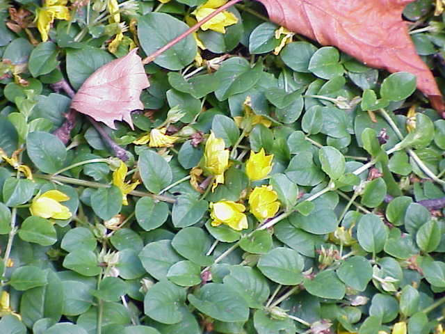 Lloydiella (Lysimachia nummularia)