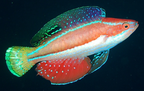 Magma Wrasse (Cirrhilabrus sp.)