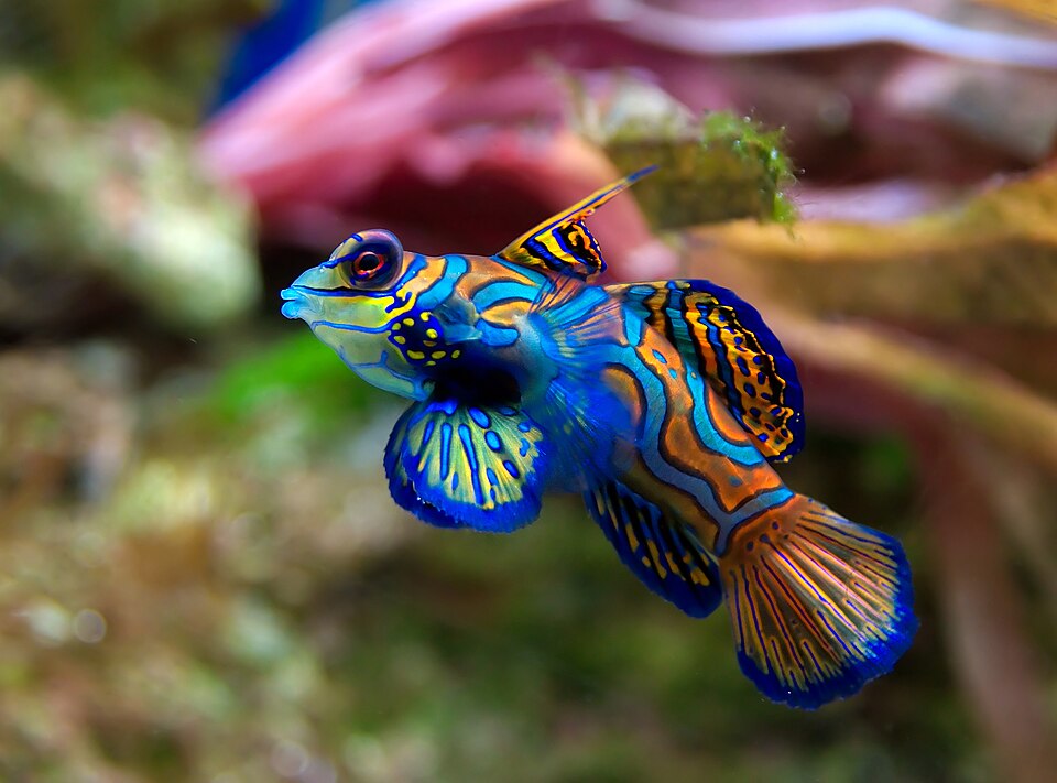 Mandarin dragonet (Synchiropus splendidus)