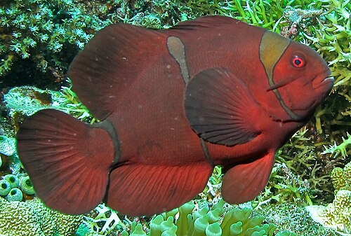 Maroon clownfish