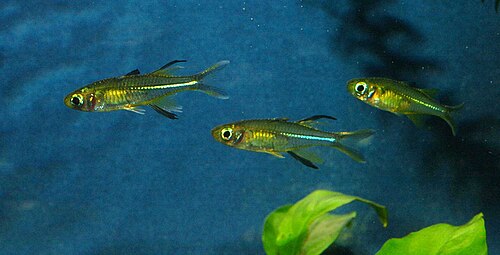 Celebes Rainbowfish (Marosatherina ladigesi)