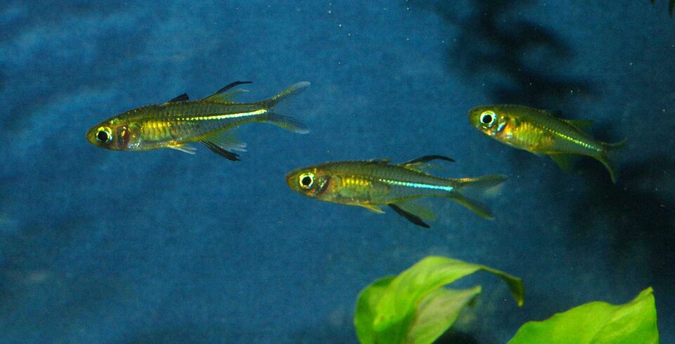 Celebes Rainbowfish (Marosatherina ladigesi)