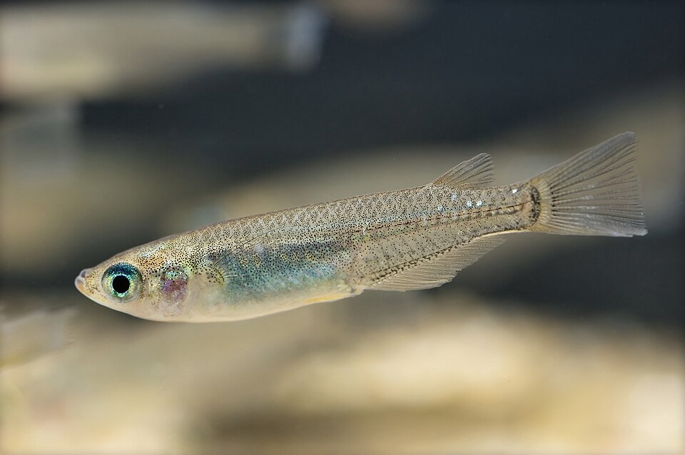 Medaka (Japanese ricefish) (Oryzias latipes)