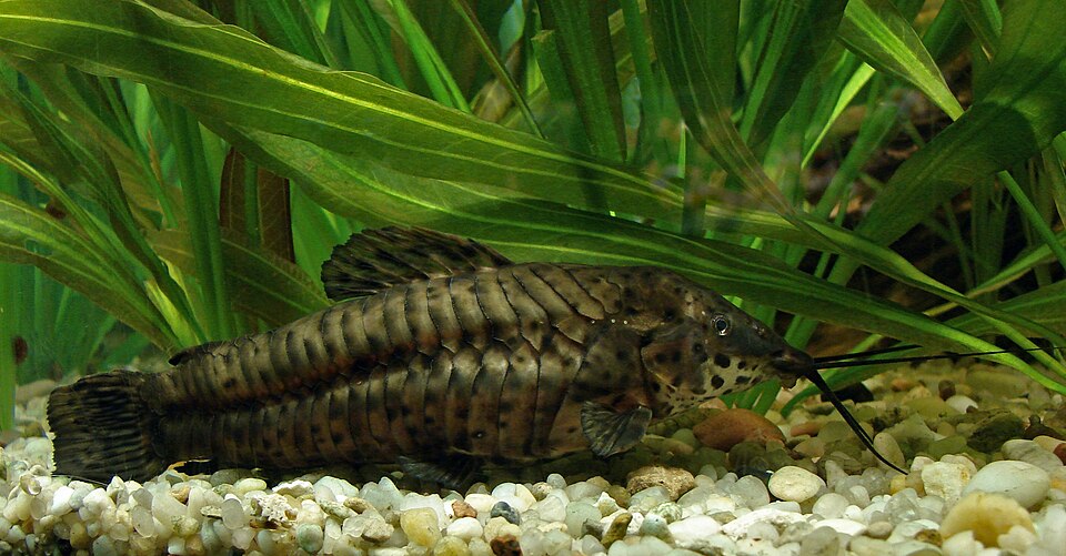 Albino Spotted Hoplo Catfish (Megalechis thoracata)