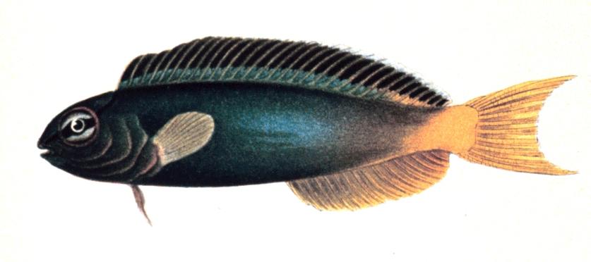 Forktail Blenny (Meiacanthus atrodorsalis)