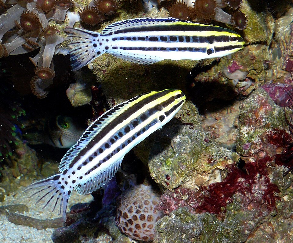 Striped Blenny (Meiacanthus grammistes)