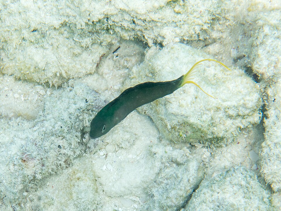 Harptail Blenny (Meiacanthus mossambicus)