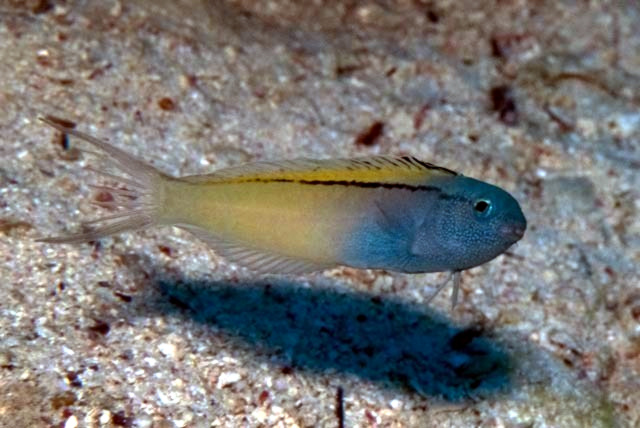 Blackline Blenny (Meiacanthus nigrolineatus)